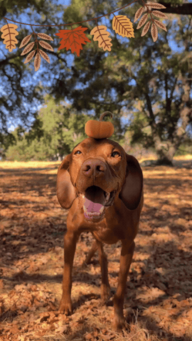 Pumpkin Spice Fall GIF