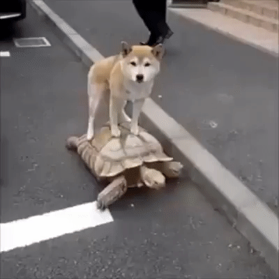 Video gif. Shiba Inu standing straight up on the back of a turtle as the turtle walks down the street. The Shibu looks around with a mild, uninterested expression like, "This is our thing." 