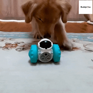 Animated GIF
