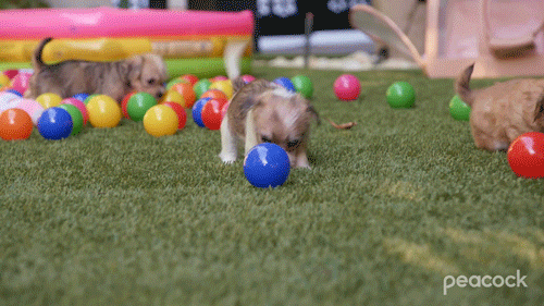 Dog Playing GIF by PeacockTV - Find & Share on GIPHY