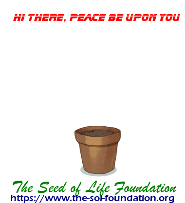 Good Morning Peace GIF by The Seed of Life Foundation