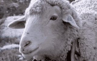 Avenir financier - mouton