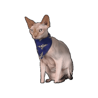 Hairless Cat Firefly Sticker by Geekster Pets