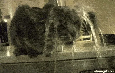 Cat Waterfall GIF