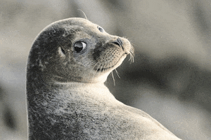 Seal With It GIF