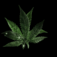 ganja