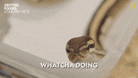 Snake-funny GIFs - Get the best GIF on GIPHY Snake-funny GIFs - Get the best GIF on GIPHY