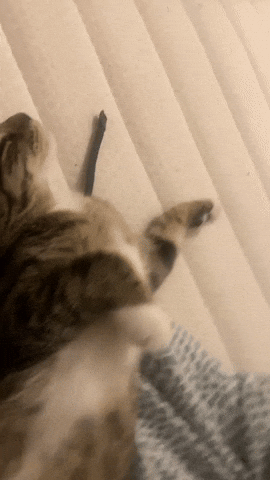Cat GIF