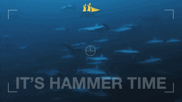 Jakare Liveaboard GIF
