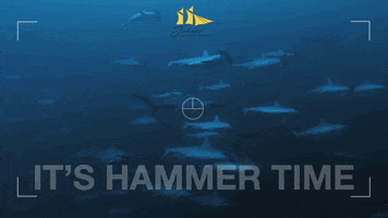 Jakare_Liveaboard sharks cant touch this komodo hammer time GIF