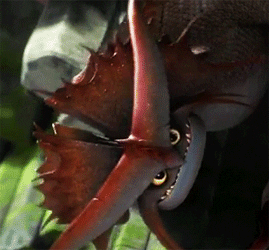 dragons