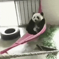 Panda Hammock GIF