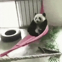 Panda-funny GIFs - Get the best GIF on GIPHY