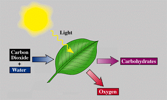 photosynthesis meme gif