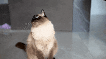 Cat GIF