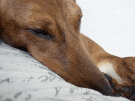 KantoLegend_ dog puppy tired sleepy GIF