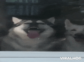 Dog Meme GIF by ViralHog