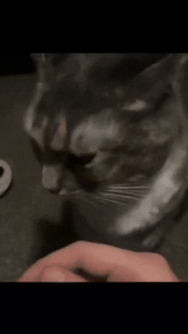 Shocked Cat GIF