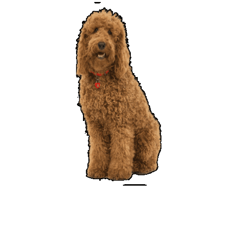 Dog Poodle Sticker by CBeebies