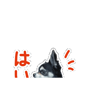 Chihuahua Yes Sticker