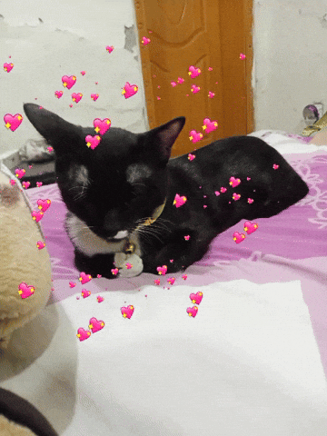 Cat GIF