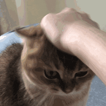 Cat GIF