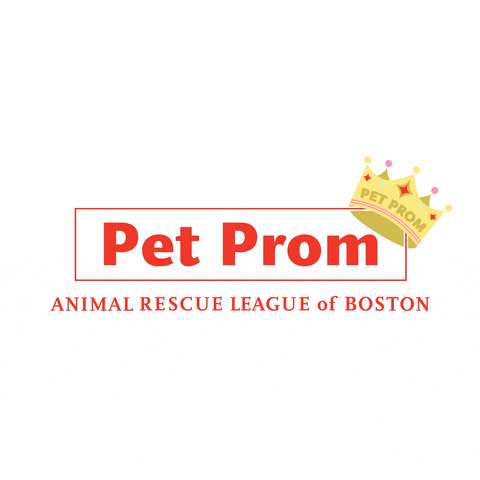 Help Out Animal Rescue GIF by Animal Rescue League Boston