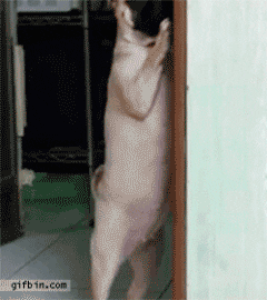 Dog Gif Lol GIF - Find & Share on GIPHY
