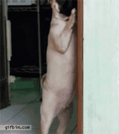 giphy.gif?cid=4d1e4f29b27fc9cb14d3bac31cf402d8da56b7b4ae8cbc1e&rid=giphy.gif