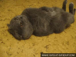 GIF gato dormindo