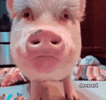 Pet Pig GIF by DevX Art