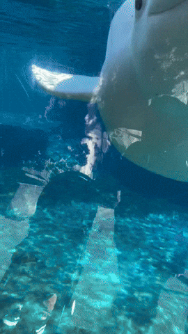 Mystic Aquarium Juno GIF by namslam