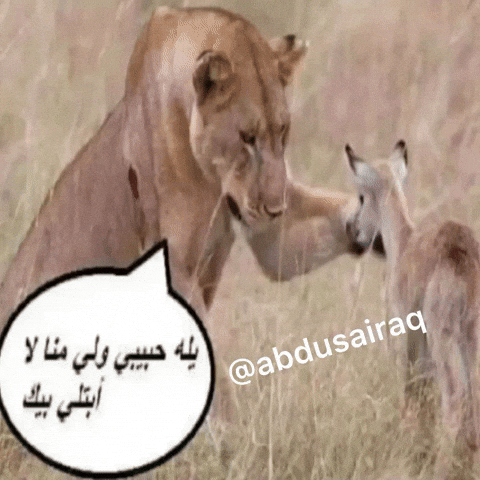 ميمز GIF