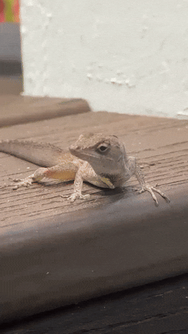 Peteherron GIF