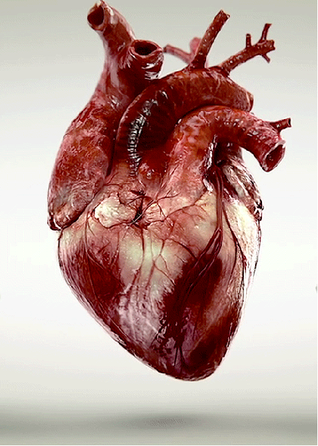 Featured image of post Heart Beating Gif Transparent : Get a 10.000 second heart, many hearts.