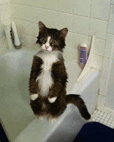 cat gato gatos gatito chistoso