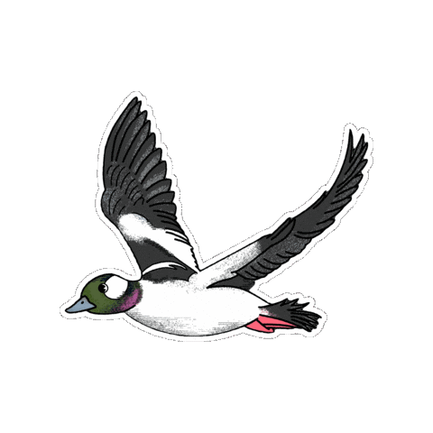 Bird Duck Sticker by Parks Conservancy