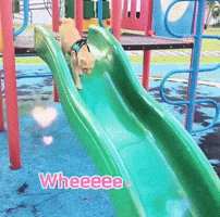 Cat Fun GIF