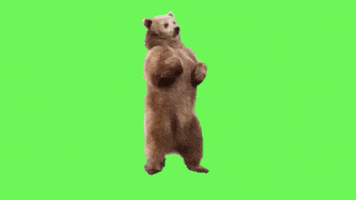 Dancing Bear GIF