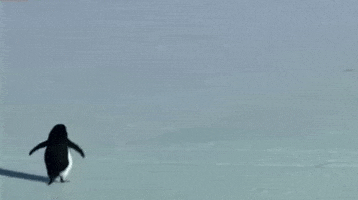 Penguin Mountains GIF