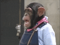 Shocked-monkey GIFs - Get the best GIF on GIPHY Shocked-monkey GIFs - Get the best GIF on GIPHY