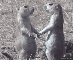 Wildlife gif. Two prairie dogs stand, facing each other, with blank stares on their faces. They are very still until one prairie dog leans in and boops the other’s nose with his own nose, and then scurries into a hole in the ground. 