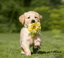 bloomingboxro running puppy flowers love you GIF