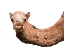 Video gif. A camel's face superimposed with a human mouth says, "Guess what day it is?" The video zooms out on the camel as it bounces beneath text that reads, "Hump day!" 