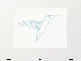 flying Humming Bird GIF by falenabalena