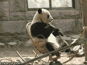 Panda Sitting GIF by Cheezburger