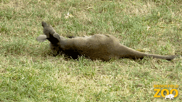 Morning Roll GIF by Brookfield Zoo