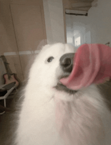 Dog Lick GIF
