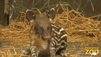 Baby Standing GIF by Brookfield Zoo