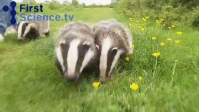 badger